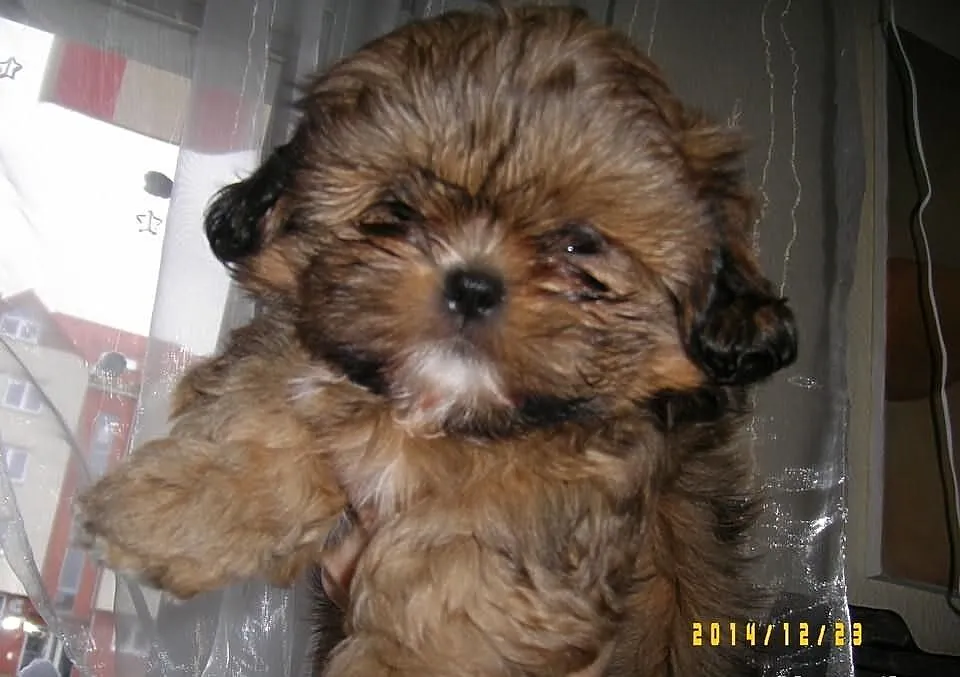 Shih - Tzu. Piękna sunia ELLA z LAUBERTA.
