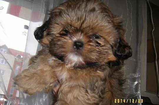 Shih - Tzu. Piękna sunia ELLA z LAUBERTA.