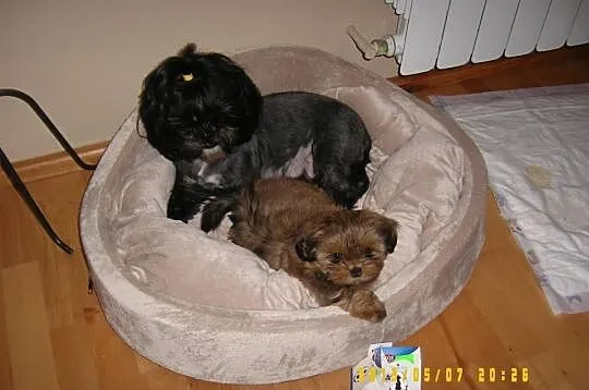 Shih - Tzu. Piękna sunia ELLA z LAUBERTA.