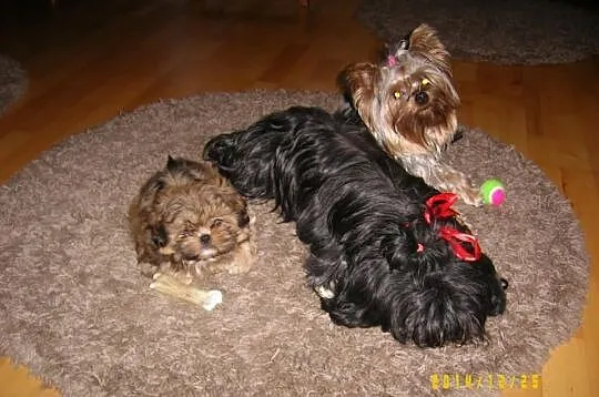 Shih - Tzu. Piękna sunia ELLA z LAUBERTA.