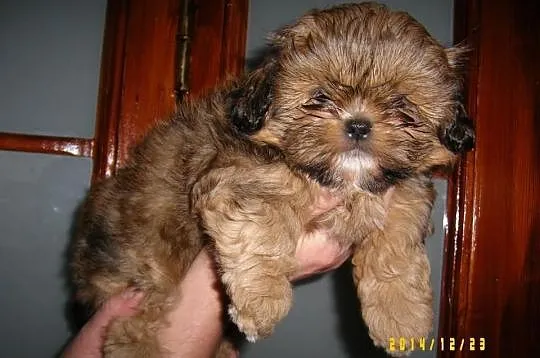 Shih - Tzu. Piękna sunia ELLA z LAUBERTA.
