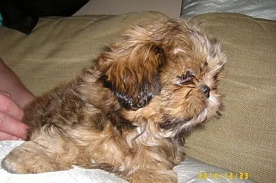 Shih - Tzu. Piękna sunia ELLA z LAUBERTA.