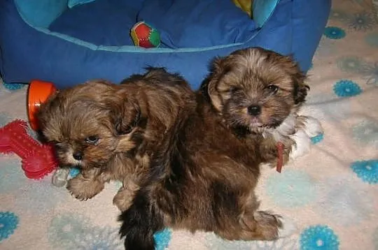 Shih - Tzu. Piękna sunia ELLA z LAUBERTA.