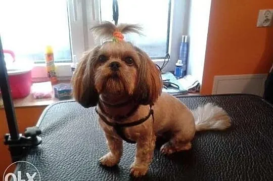 Shih - Tzu. Piękna sunia ELLA z LAUBERTA.