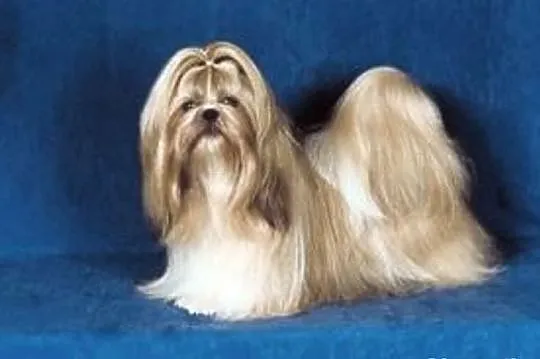 Shih - Tzu. Piękna sunia ELLA z LAUBERTA.