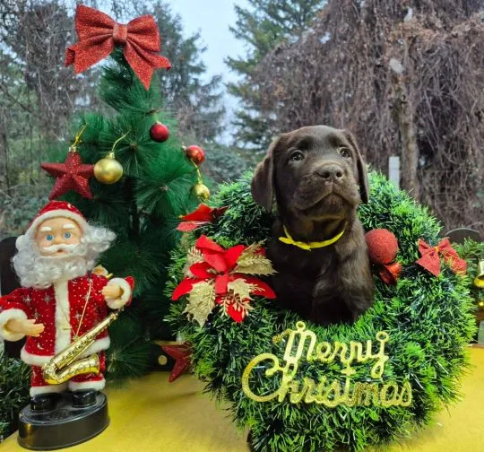 Czekoladowy labrador retriever Szczeniaki na sprzedaż, Mazowieckie, Warszawa