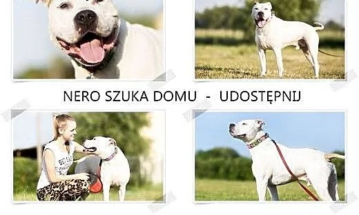 Piękny, młody amstaff Nero szuka dobrego domu, Am