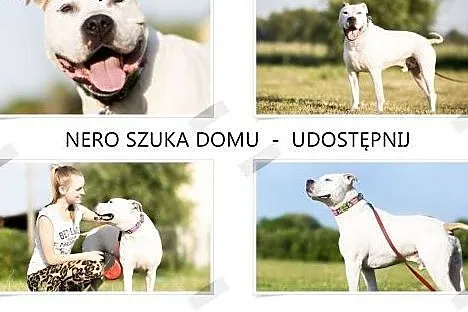 Piękny, młody amstaff Nero szuka dobrego domu, Amstaff cała Polska