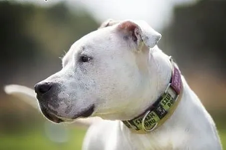 Piękny, młody amstaff Nero szuka dobrego domu,  Am