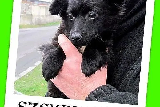 Trzy szczeniaczki,suczki w schronisku, do adopcji,  dolnośląskie Wrocław