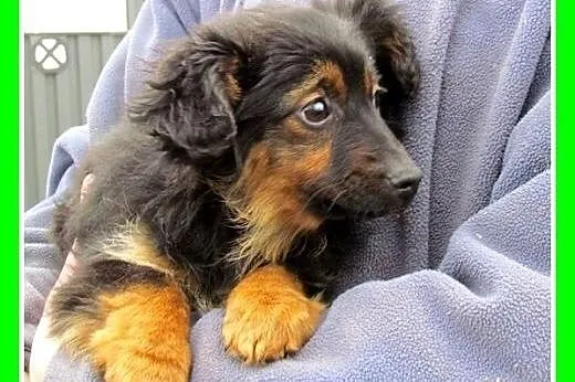 Trzy szczeniaczki,suczki w schronisku, do adopcji,