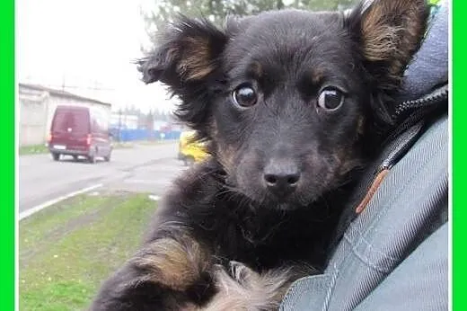 Trzy szczeniaczki,suczki w schronisku, do adopcji,