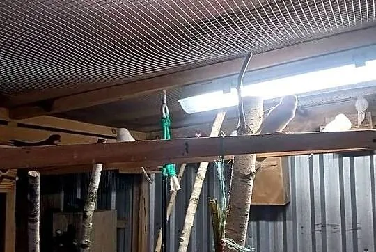 Papugi faliste, Lubelskie, Parczew