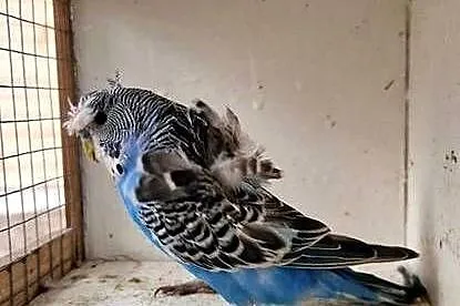 Papugi faliste helikoptery 2f, Wielkopolskie, Radzewo