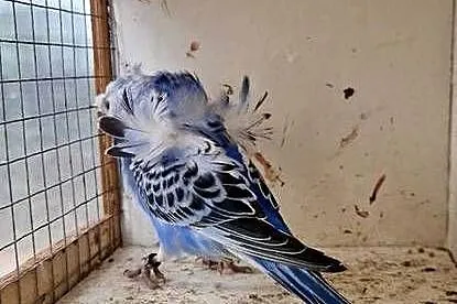 Papugi faliste helikoptery 2f, Wielkopolskie, Radzewo