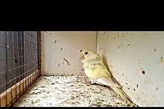 Papugi faliste helikoptery 2f, Wielkopolskie, Radzewo