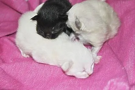 Kociaki syberyskie,  mazowieckie Płock