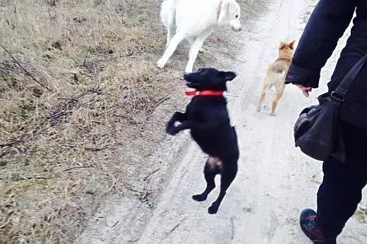 Cloe, mała sunia w wieku ok. dwóch lat,  wielkopol