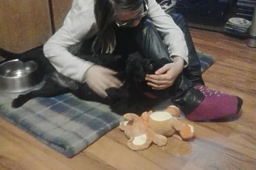 Cloe, mała sunia w wieku ok. dwóch lat,  wielkopol