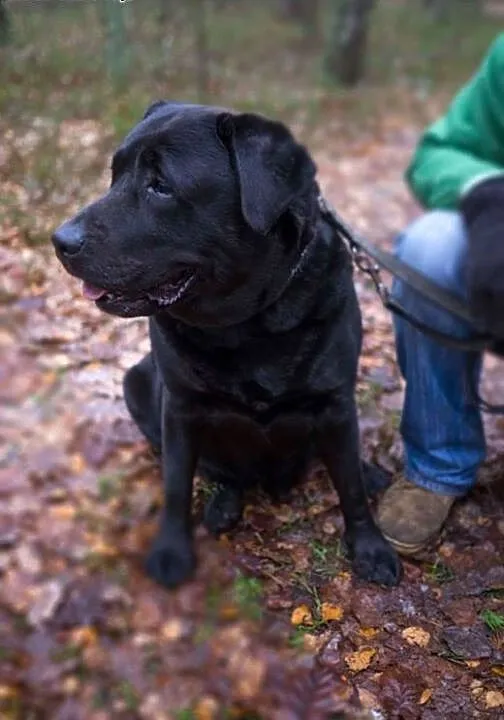 Lucky, czarny labrador szuka kochającego człowieka