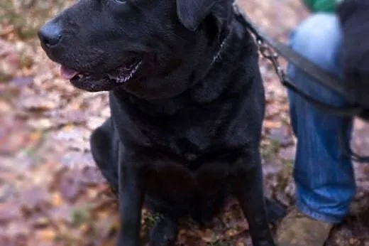 Lucky, czarny labrador szuka kochającego człowieka