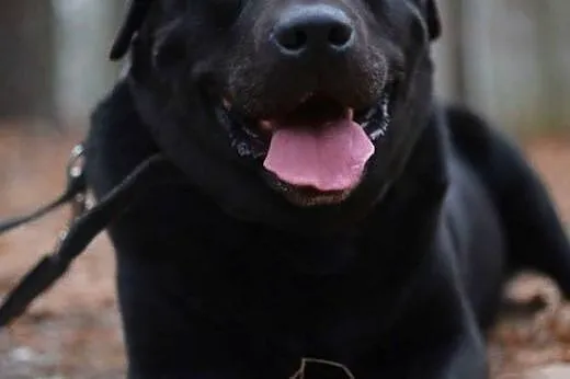Lucky, czarny labrador szuka kochającego człowieka