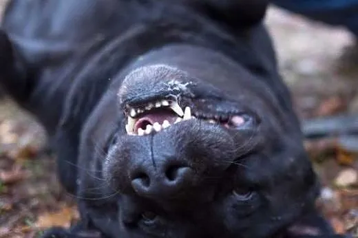 Lucky, czarny labrador szuka kochającego człowieka
