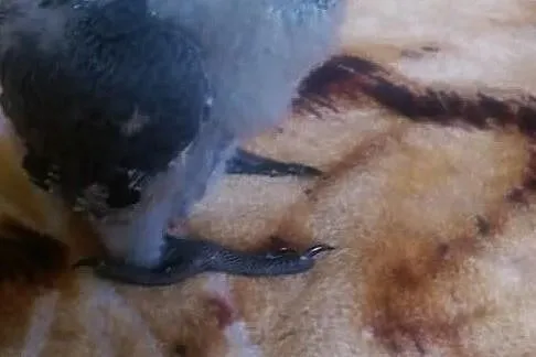 Młode papugi Żako Kongijskie ręcznie karmione, Łódzkie, Łódź