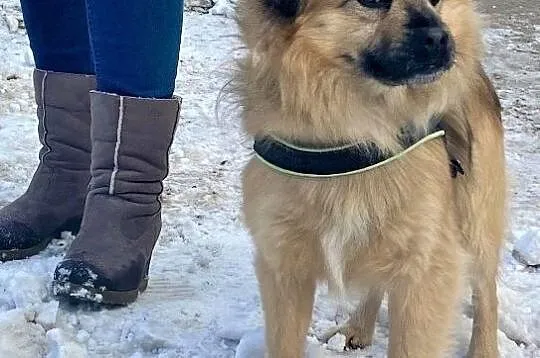 BERBERYSEK mały puchaty piesek szuka domu, Wielkopolskie, Poznań