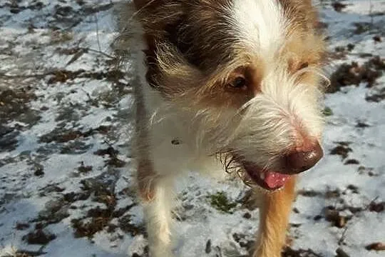 Trampek - domowy pieszczoch, który nie wszedł do m