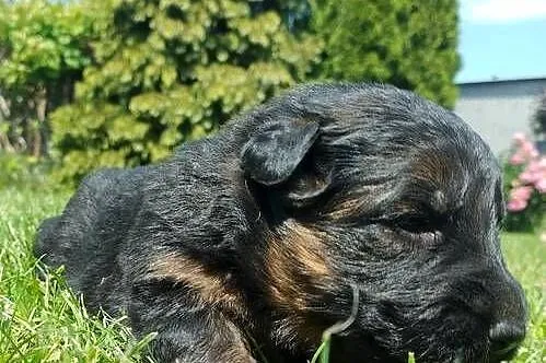 Owczarek niemiecki długowłosy, Podkarpackie, Łańcut