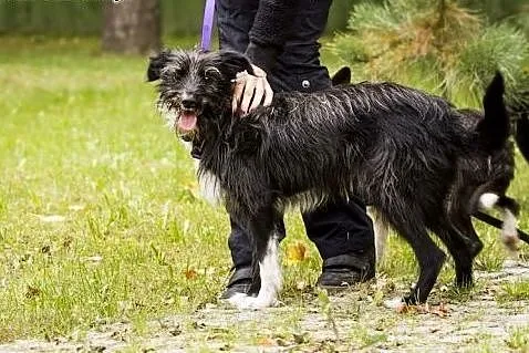 Młody psiak - przepiękny Pingu :),  warmińsko-mazu