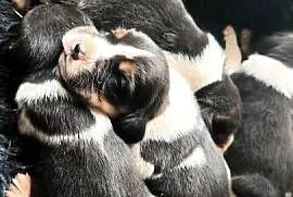 Szczenięta Beagle do rezerwacji