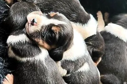 Szczenięta Beagle do rezerwacji