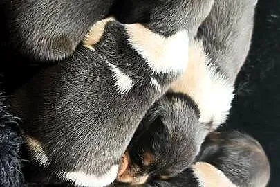 Szczenięta Beagle do rezerwacji, Mazowieckie, Jabłonna Lacka