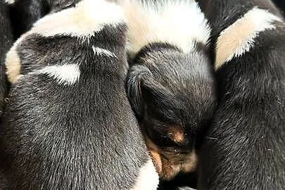 Szczenięta Beagle do rezerwacji, Mazowieckie, Jabłonna Lacka