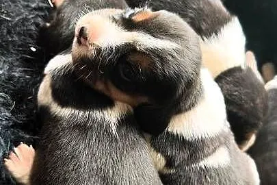 Szczenięta Beagle do rezerwacji, Mazowieckie, Jabłonna Lacka