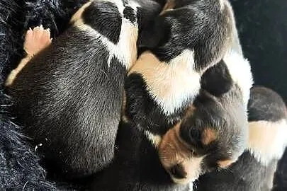 Szczenięta Beagle do rezerwacji, Mazowieckie, Jabłonna Lacka