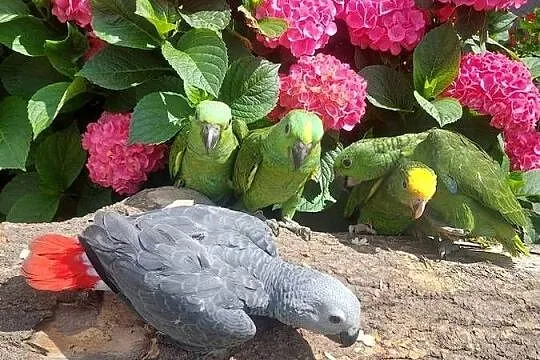 Amazonki oratrix Magna oraz żółtokarkie., Wielkopolskie, Grodzisk Wielkopolski