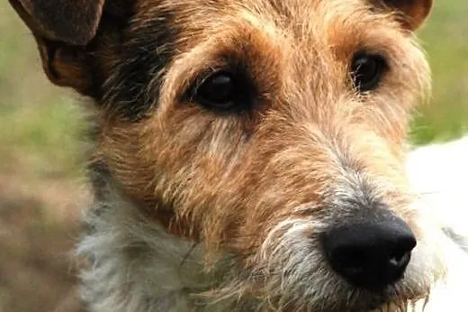 Zaks piękny, łagodny mix terrier szuka domu,  małopolskie Kraków
