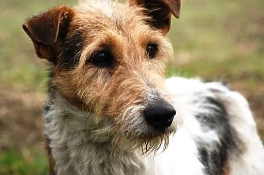 Zaks piękny, łagodny mix terrier szuka domu,  mało