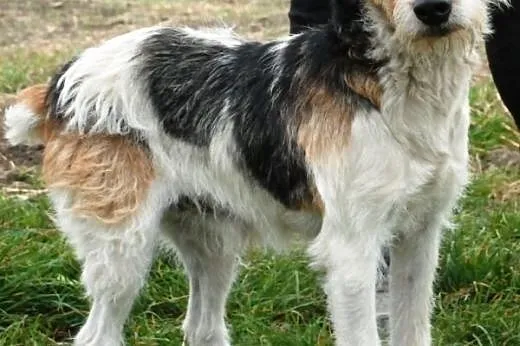Zaks piękny, łagodny mix terrier szuka domu,  mało