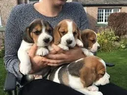 Szczenieta ..Beagle.. beagle..............{{mp047388@gmail.com}}, , Wronów