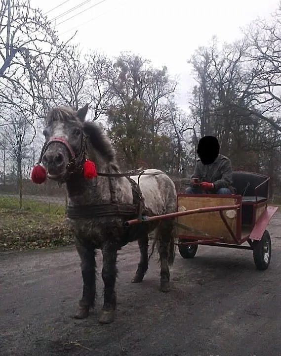 Kucyk tarant
