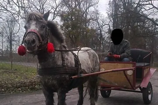 Kucyk tarant