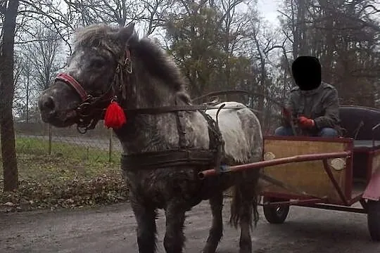 Kucyk tarant