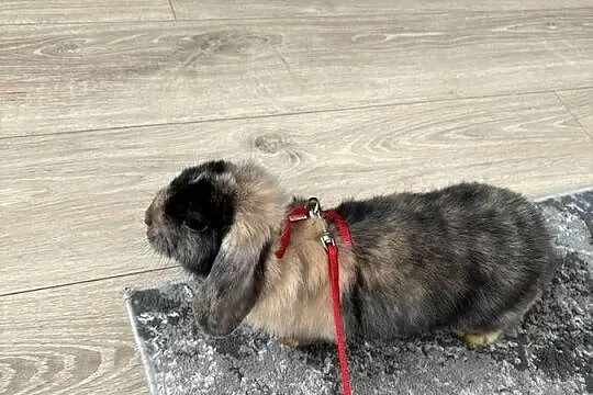 Królik mini lop, Wielkopolskie, Poznań