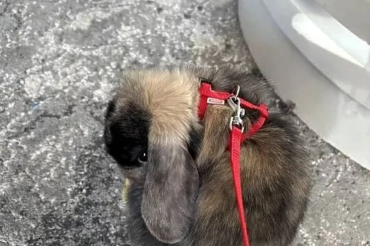 Królik mini lop, Wielkopolskie, Poznań