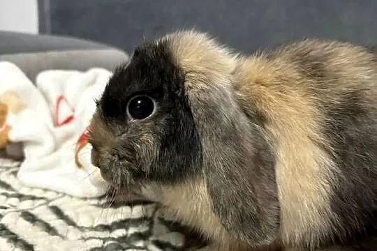 Królik mini lop, Wielkopolskie, Poznań