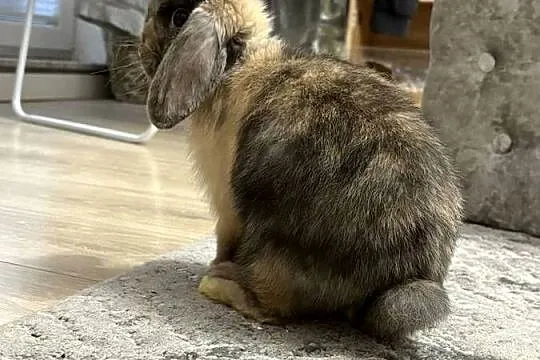 Królik mini lop, Wielkopolskie, Poznań